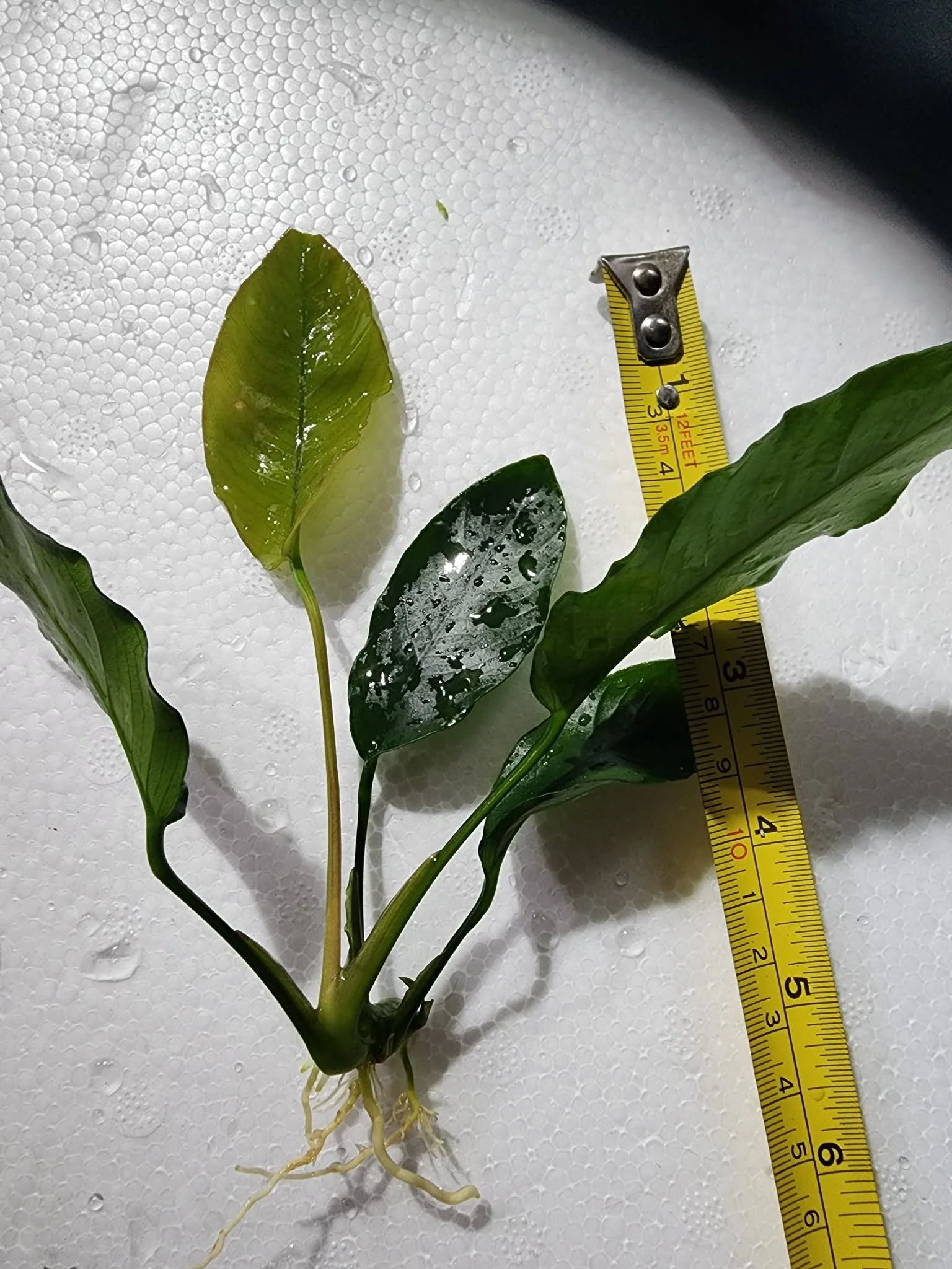 Aquatic Plants — Canada Shipping for Live Aquarium Cherry Shrimps